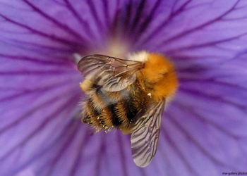 Bee purple flower.jpg